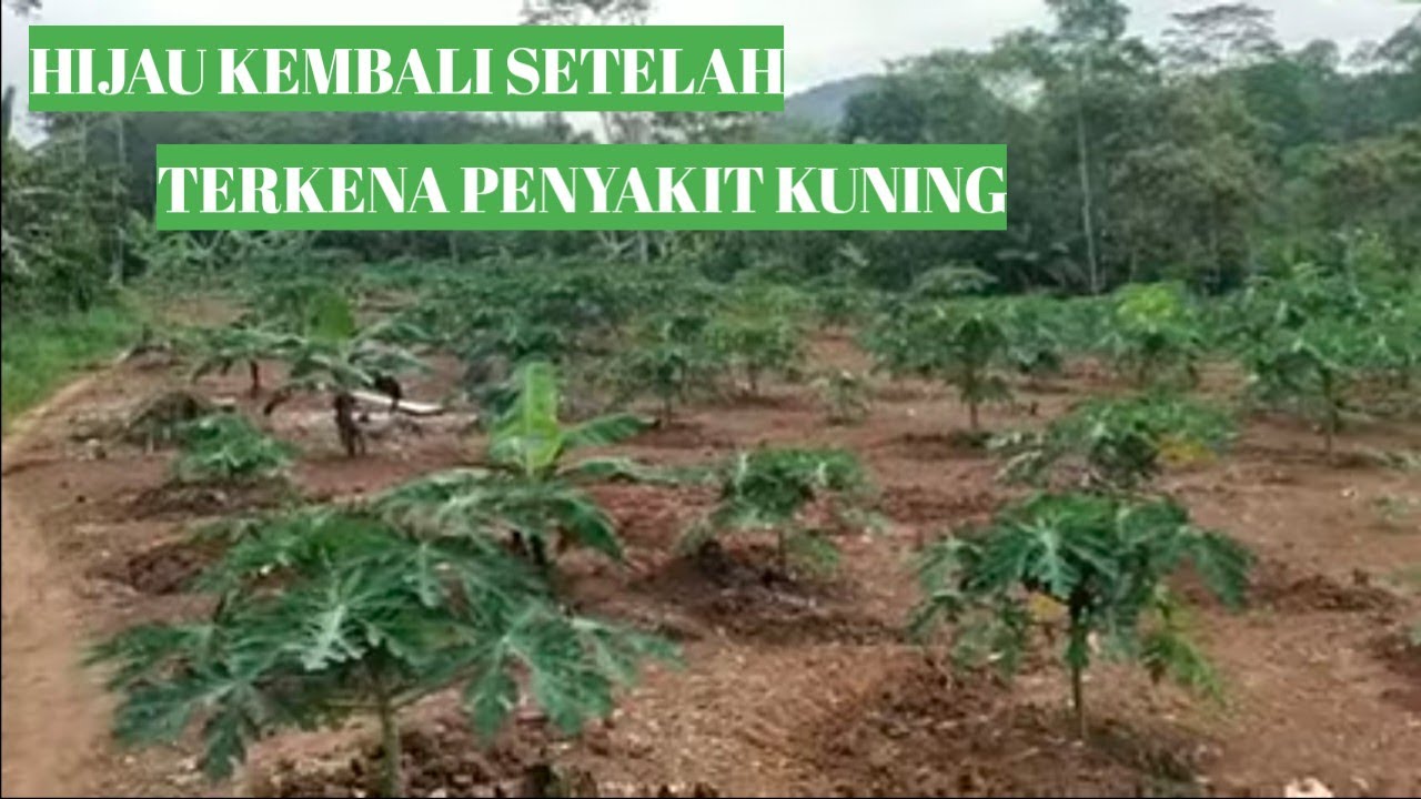 HIJAU KEMBALI SETELAH TERKENA PENYAKIT KUNING