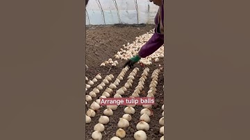 Thumbnail of Tulip Cultivation #satisfying #short