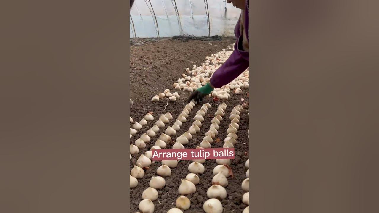 Tulip Cultivation #satisfying #short