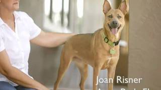 Hills Dog Health Transformation Video - Angel(, 2010-09-20T18:16:48.000Z)