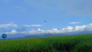 30 minutes enjoying the light rain in the middle of the rice fields.