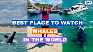 Whale Watching | Best Experience Of South Africa Travel Series | Hermanus, Where Whale Came To Shore