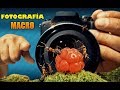 Fotografía MACRO | Consejos de Fotografía macro | Naturaleza