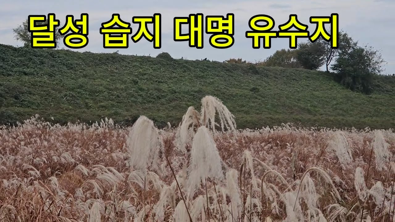 달성 습지, 대명 유수지, 수목원 국화전까지 모두 감상하세요!