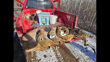Bobcat Trapping 2023 2024