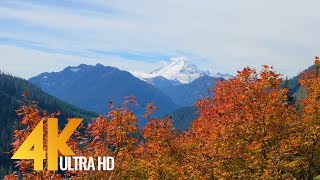 Autumn Colors in Washington State - 4K Nature Relax Autumn Video - 4 HRS