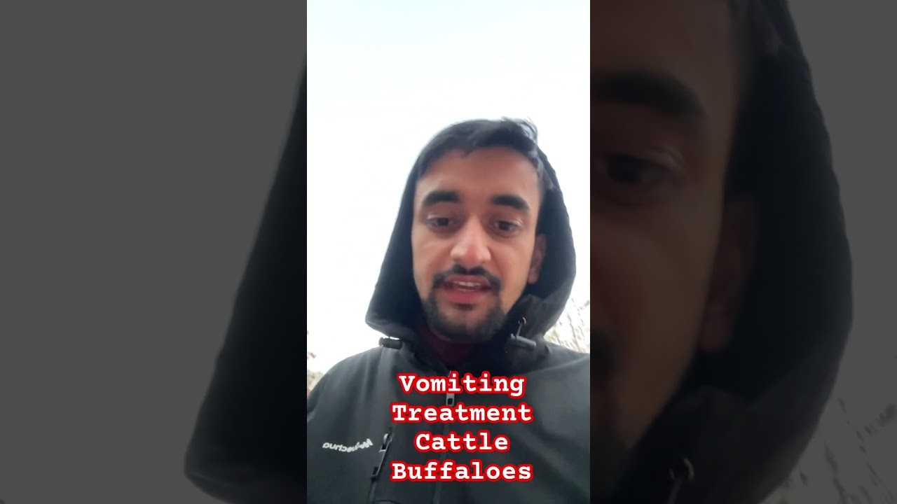 Vomiting Treatment In Cattle Buffalo