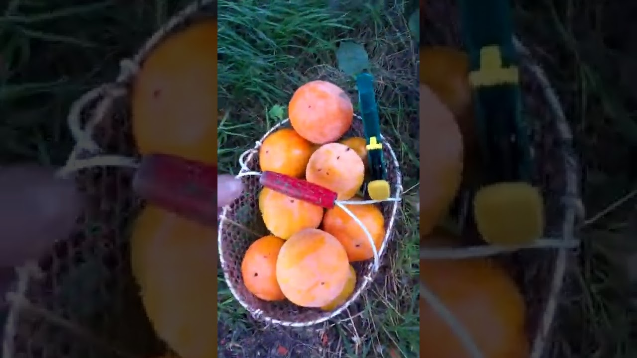 l'entretien du plaqueminier, arbre à kaki