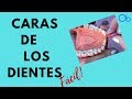 🦷 CARAS DE LOS DIENTES  👉 ¡fácil!