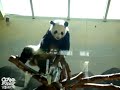 Hip-Hop Panda is Feelin Fly Like A G6