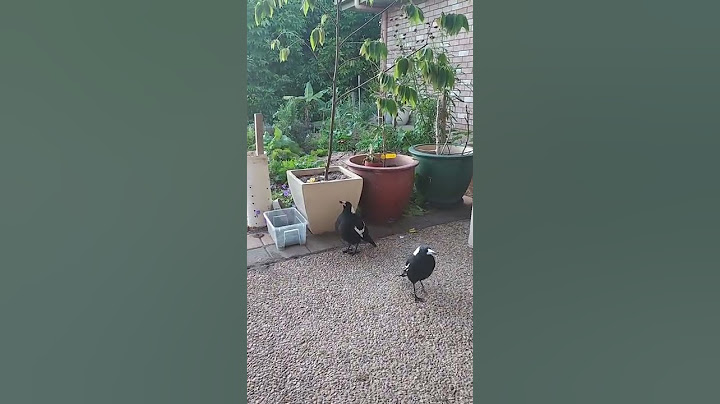 He speaks my language- Magpies in Australia- Round 2