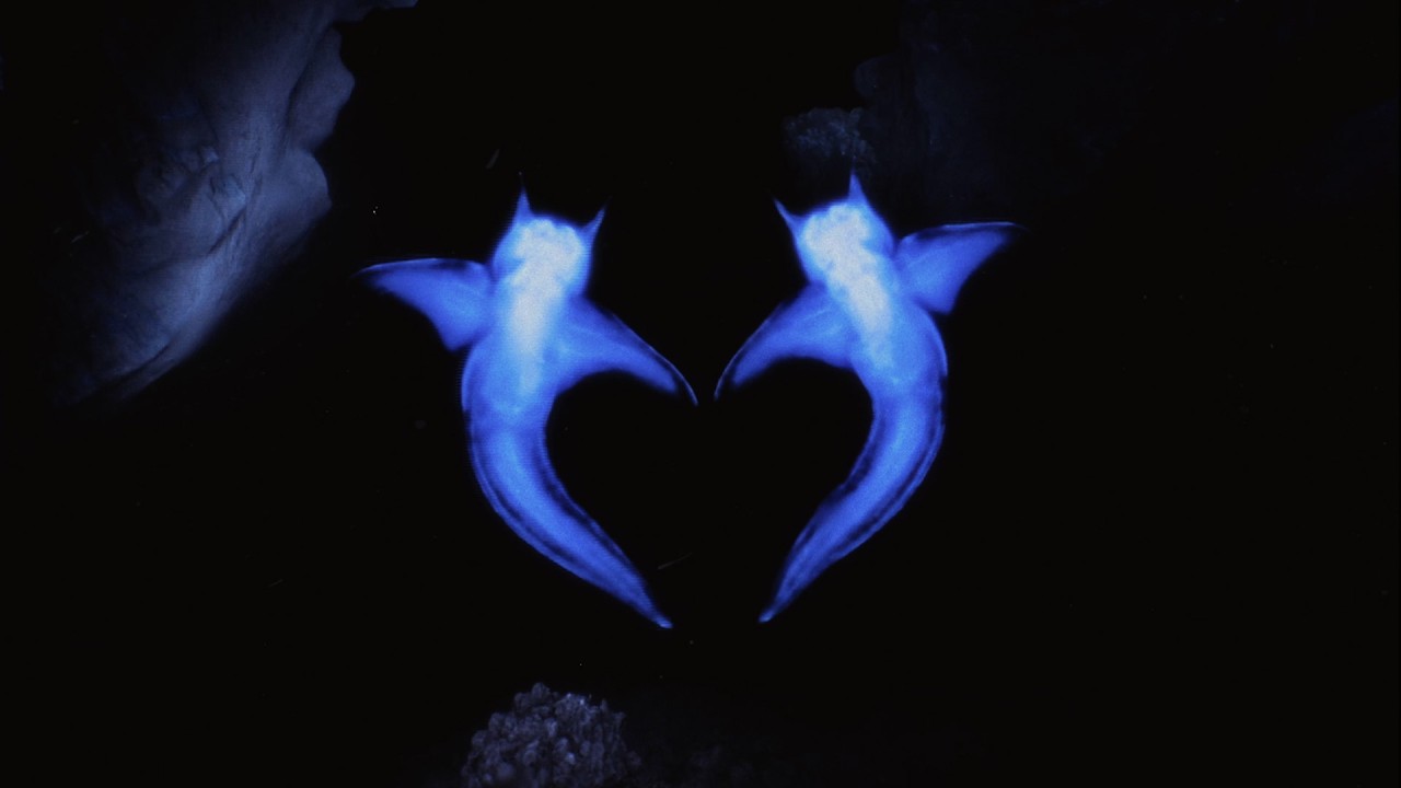 New Albums & EPs: Jill Scott, Charli XCX, Danny L Harle, Nashpaints, Cardinals and more | Nialler9