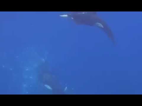 Unas orcas revientan un pez luna, ¿caza o diversión?