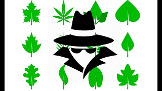 Leaf Spy Pro Connected Using Obdii Reader On Android Phone