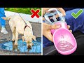 Cool Gadgets And Hacks For Pet Owners