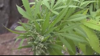 How much legal marijuana tax money are Ohio and West Virginia leaving on the table