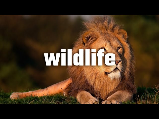 Wildlife Animals & Jungle trip Background Music / Royalty Free music class=