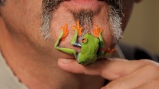 5 Care Tips for RedEyed Tree Frogs | Pet Reptiles
