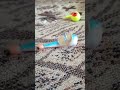 лудщая балда на налима 