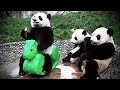 Playing Pandas 🐼 Baby Panda [Funny Pets]