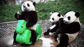 Playing Pandas 🐼 Baby Panda [Funny Pets]