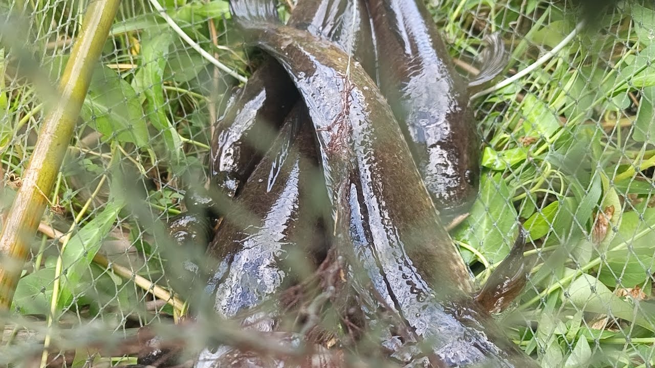 Chuyến thăm lờ thứ 2 trúng mánh hơn 17kg lóc/The fish trap is full of giant fish in Vietnam