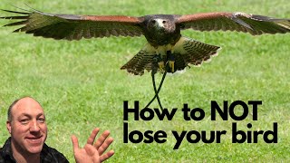 How to avoid losing your owl, hawk, falcon or other bird of prey Falconry advice