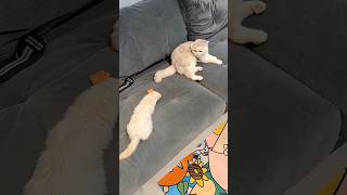 😱yah billee saara din rotee rahee kyonki onar ne billee ko dikhaaya ki#short