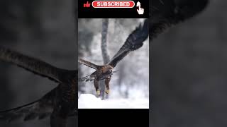 Golden Eagles Flight