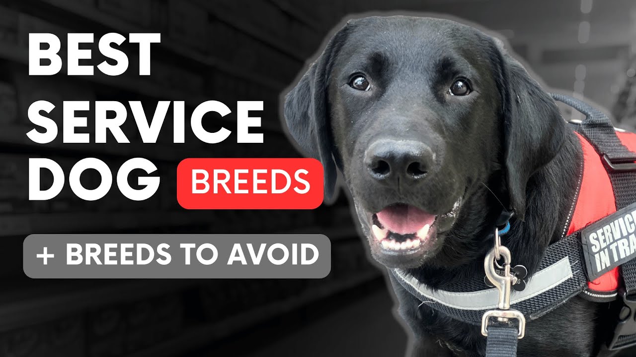 Best Service Dog Breeds for Anxiety, PTSD, and Mobility Support - YouTube