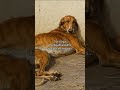 The dog waited 20 years…Only to see his master one last time. #ulysses and Argus (1871)