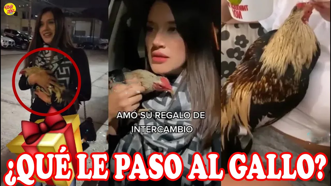 Por Hacer una Broma, se Llevó un Gallo por Navidad YouTube Por Hacer una Broma, se Llevó un Gallo por Navidad YouTube