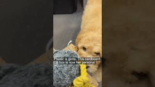 Why did I get a piranha for a pet? #cow #goldendoodle #farming