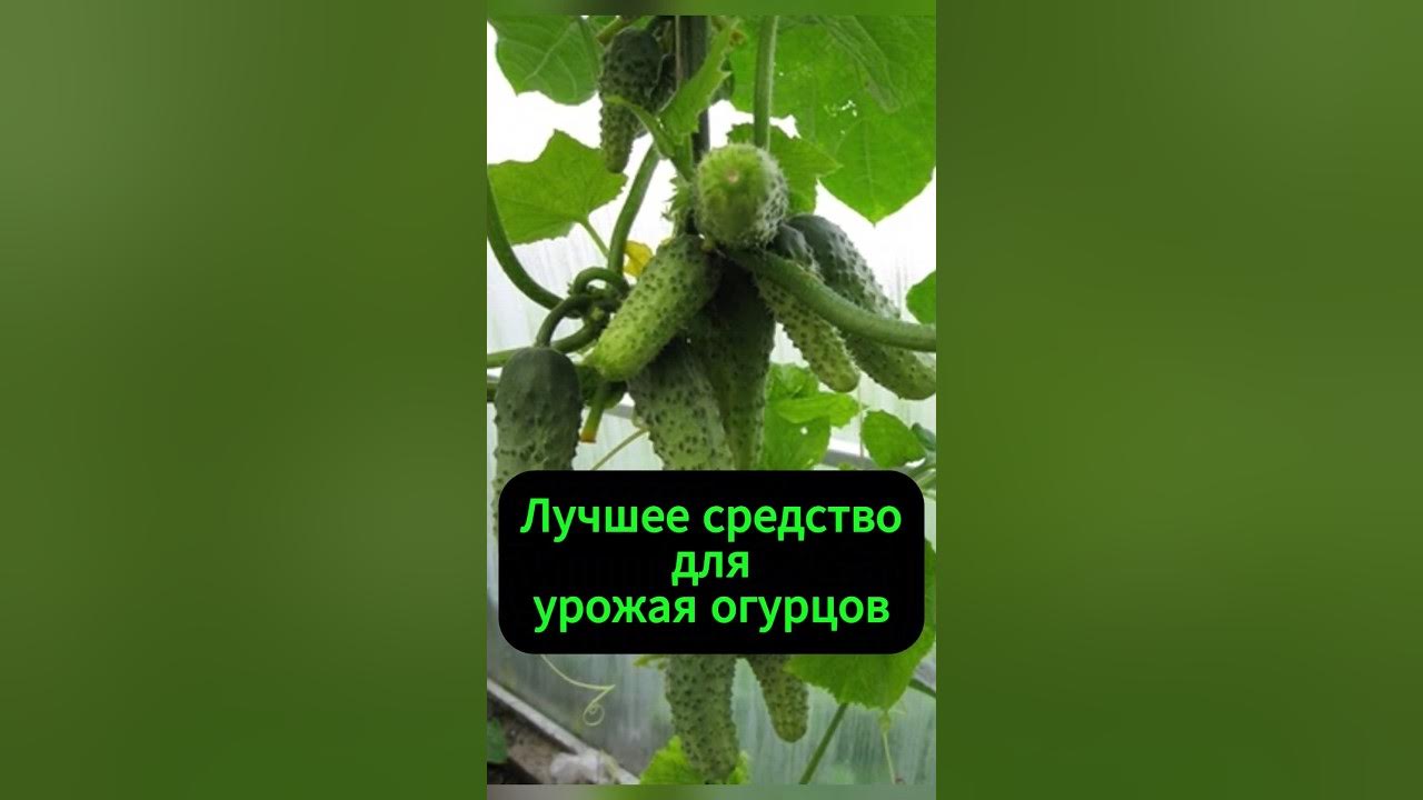 Лучший стимулятор для огурцов. #огород #дача #огурцы #shorts - YouTube