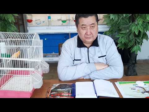 Канарейки- лечение и профилактика