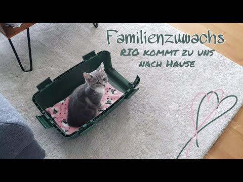 Video: Einführung Eines Neuen Kätzchens Ins Zuhause