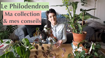 Quelle terre pour un philodendron ?