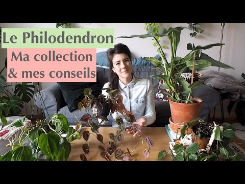 Vidéo: Philodendron Care - En savoir plus sur la culture des plantes de philodendron