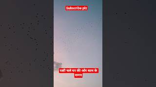 पक्षी चले घर की ओर शाम के समय #birds #parrot #evening #dailyroutine #moments #savebirds #gajal 🦜🦜🦜🟢