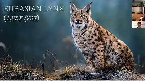 Reintroduction of lynx to Scotland