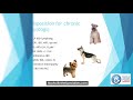 Chronic Enteropathy in Dogs and Cats