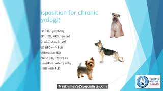 Chronic Enteropathy in Dogs and Cats