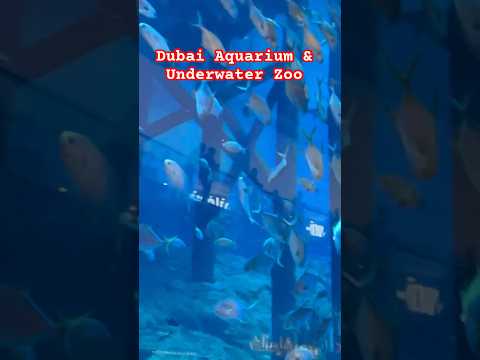 Dubai Aquarium & Underwater Zoo #shorts #dubaiaquarium #dubai #shark #wow #amazing #dubai #zoo #fish