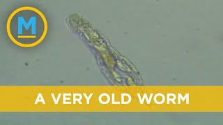 Microscopic worm wakes up after being frozen for 24,000 years | Your Morning