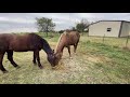 Giving Horses Benadryl &amp; Other Meds - How To Put Medicine On Two Horses At Once