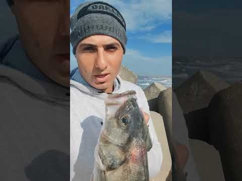 صيد سمك القاروص بالجمبري الحي