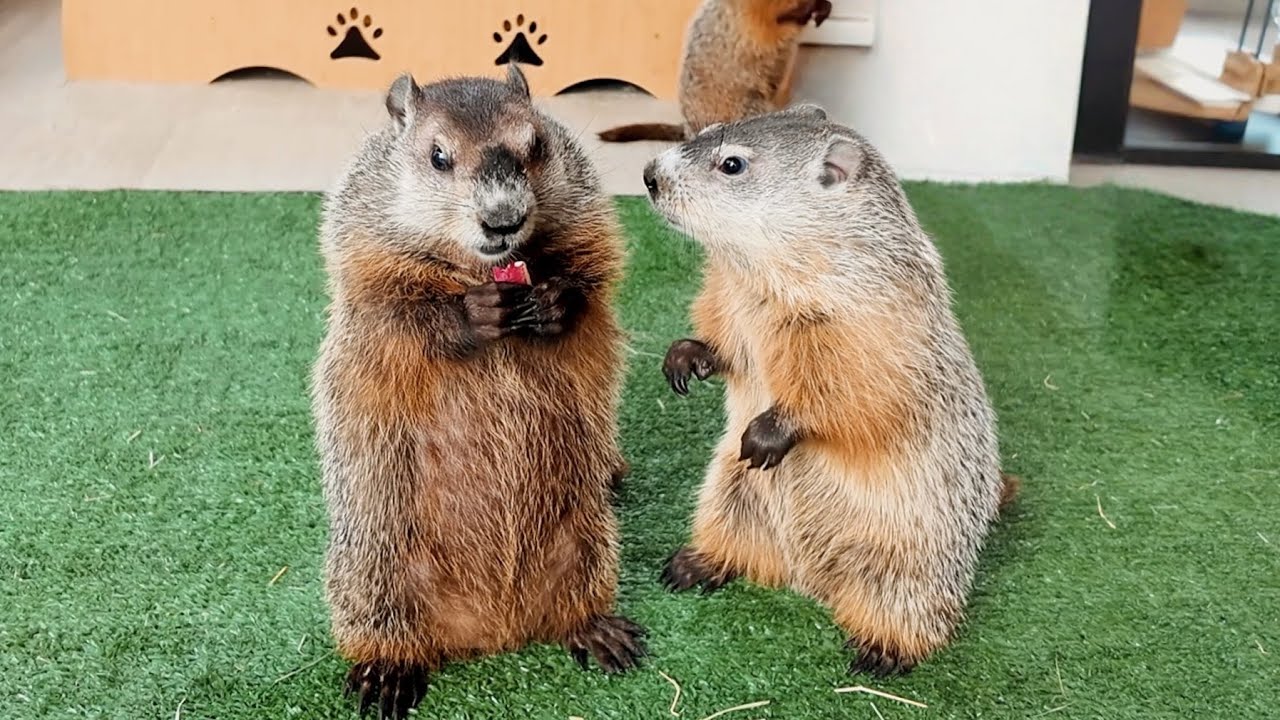 【話題沸騰！】西日本初のマーモットカフェ！🐿️プレオープンに潜入したら… 『マーモット村 大阪店』