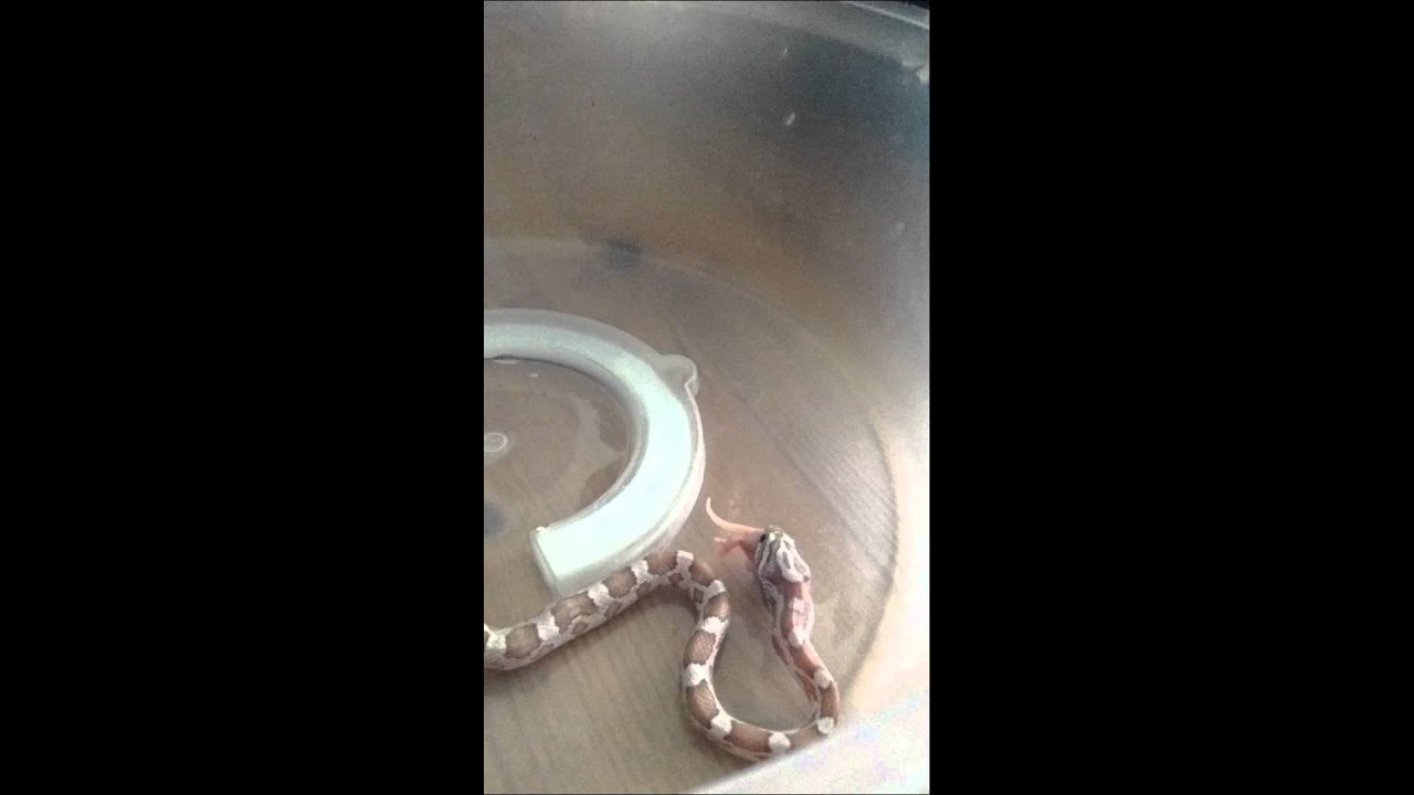 camera iphone 8 plus apk 10 WEEK OLD CORN-SNAKE EATING A PINKIE