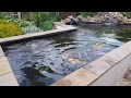 My Koi pond (may 2018) with new Allponds solutions PFC AUTO 50000 presurised filter