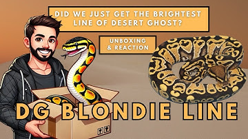 RARE Blondie Line Desert Ghost Ball Python! With a BONUS gene!? NEW SNAKE REVEAL
